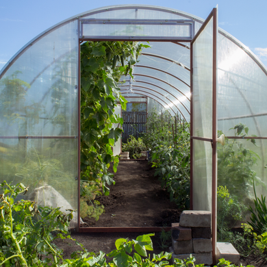 Greenhouses & Cold Frames