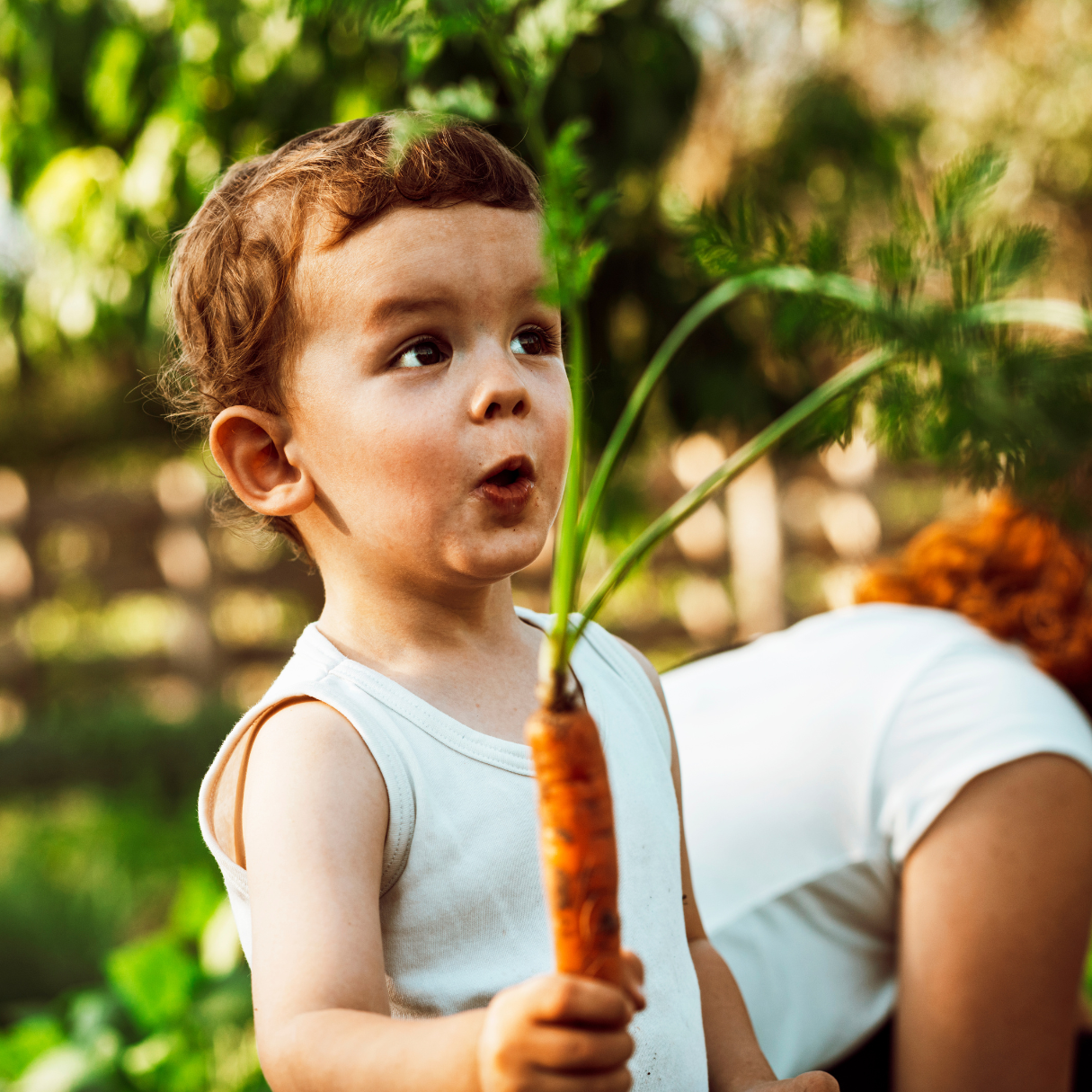 Young child proudly holding freshly picked orange carrot from home garden