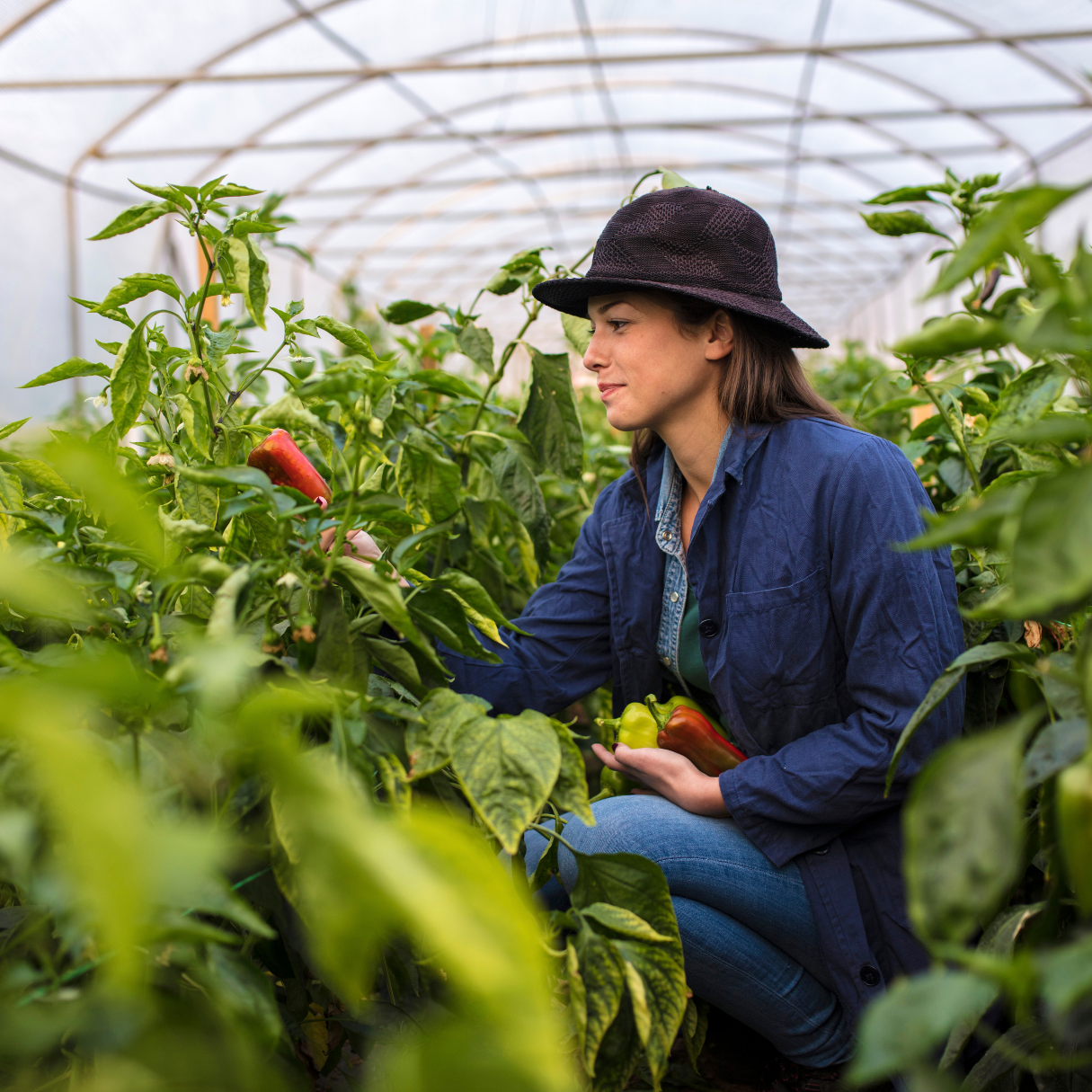 Woman harvesting colorful bell peppers inside bright modern greenhouse structure