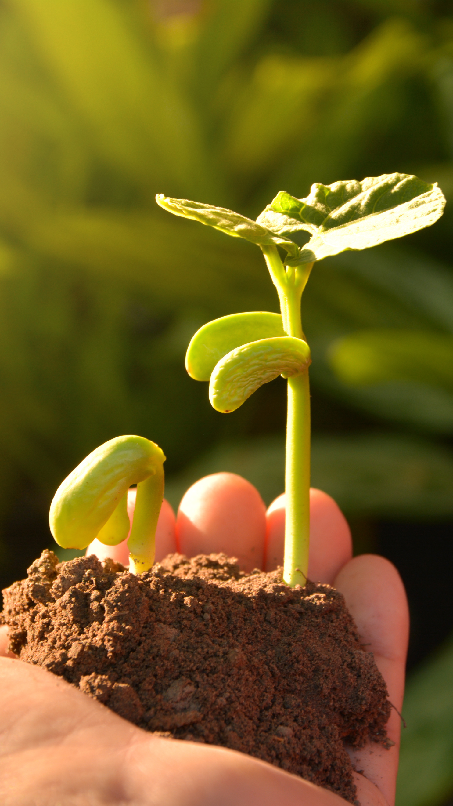Hand holding a small plant with soil, against a blurred green background