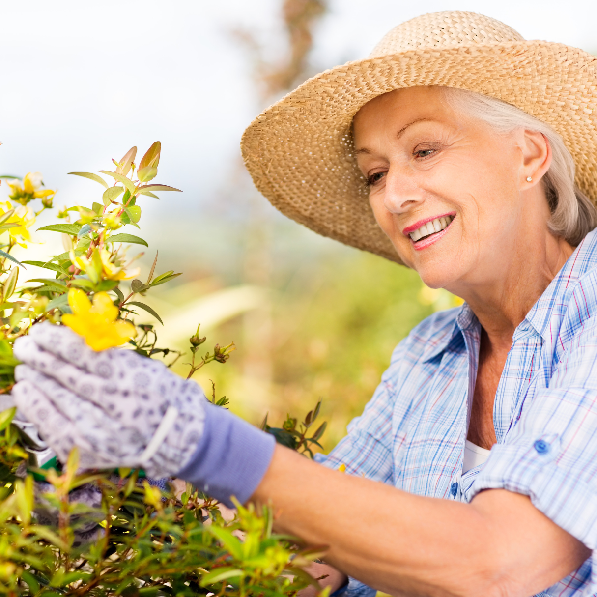 Smiling senior woman in straw hat pruning yellow flowering plants
