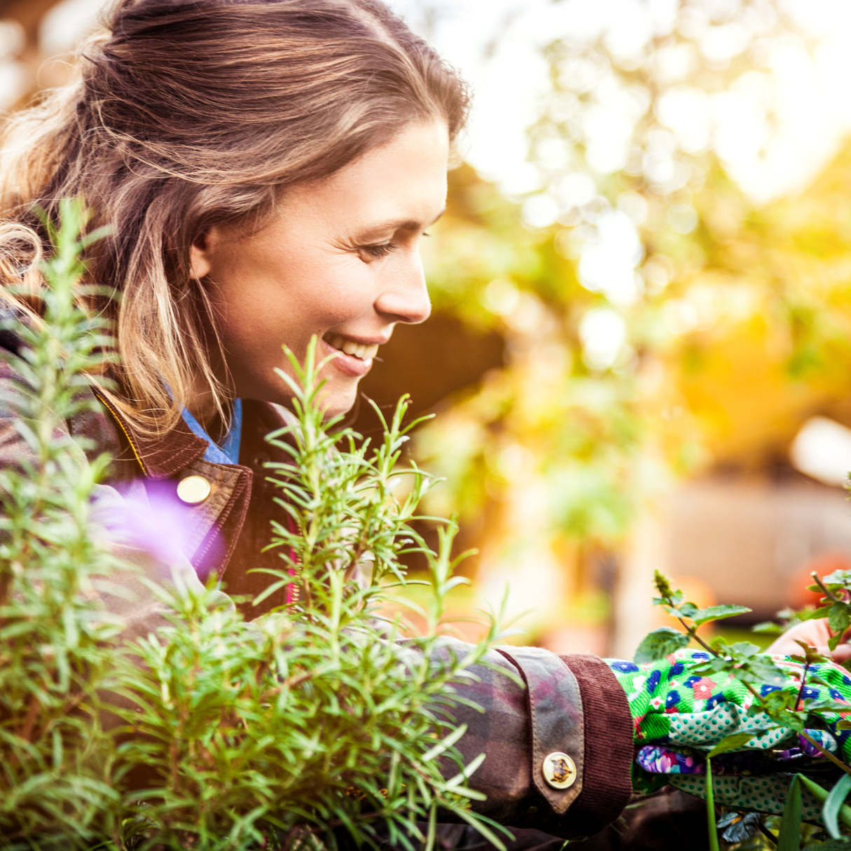 Smiling woman gardener tending fresh rosemary herbs in sunny garden
